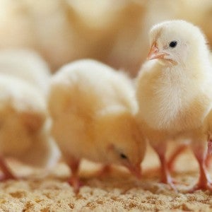 baby chicks