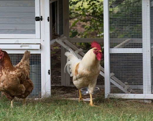 Backyard chickens near their coup. 