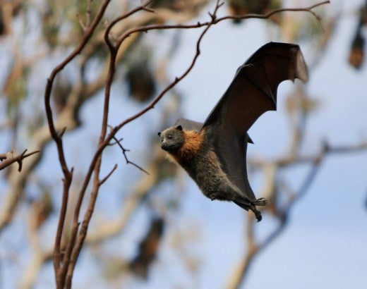 flying fox bat