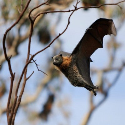 flying fox bat