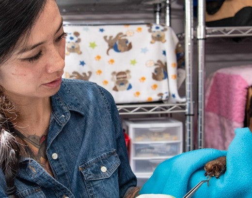Bat rehabber working with a small bat in her home