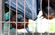 Bats hanging upside down in a cage at a wildlife market in Indonesia to be sold for food