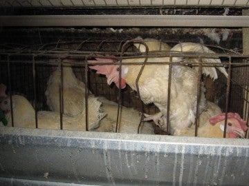 chickens suffering in a battery cage