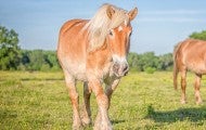Horses in field with blue sky
