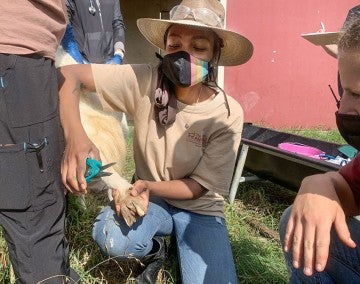 T'Asia, an HSUS intern, working on an animal at Black Beauty Ranch