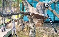 Lamurs in an enclosure at Black Beauty Ranch Sanctuary
