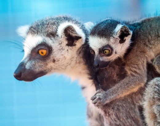 Lemurs in temporary area at Black Beauty Ranch after being rescued from a zoo in Puerto Rico