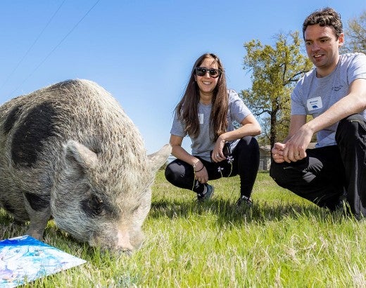 Humane Society of the United States donors Laura & Michael Boswerger look on as a rescued pig grazes and paints during enrichment exercises at Black Beauty Ranch