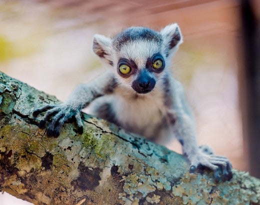 Lemur in temporary holding area at the Black Beauty Ranch 