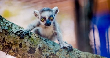Lemur in temporary holding area at the Black Beauty Ranch