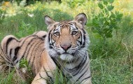 India the tiger lies in a meadow in his enclosure at Black Beauty Ranch