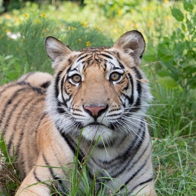 India the tiger lies in a meadow in his enclosure at Black Beauty Ranch