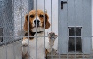 beagle in cage