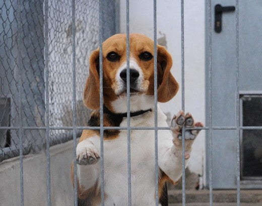beagle in cage