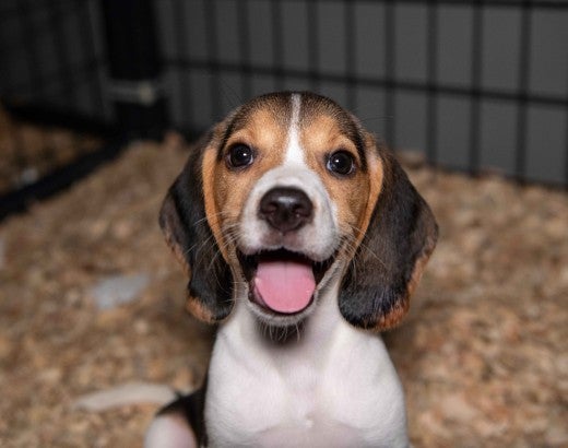 A puppy standing in an enclosure