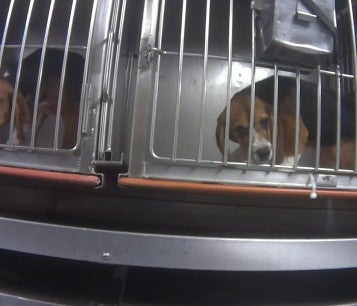 Beagles in cages