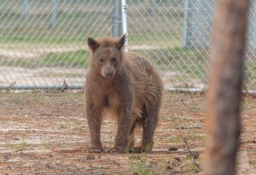 Eve bare bear at CABBR