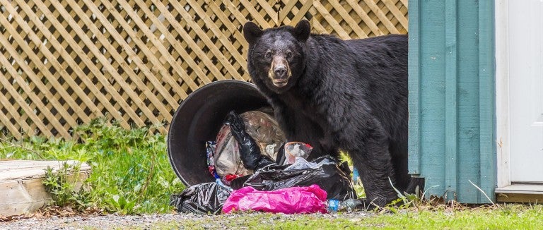 Black bear looking for food in a trash can.