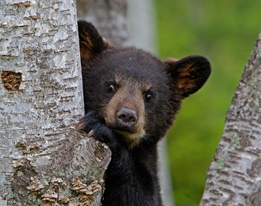 Black bear cub in tree