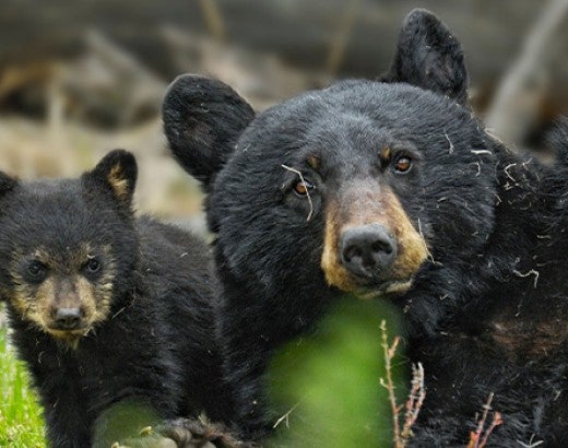 Mother black bear frolicking with her new cub