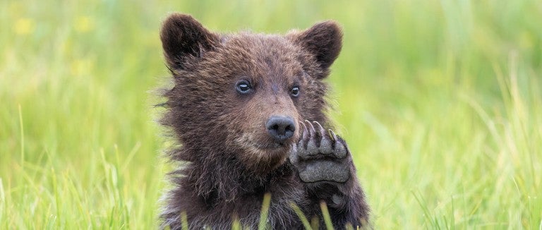 Bear cub waving