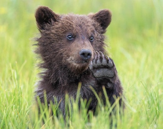 Bear cub waving