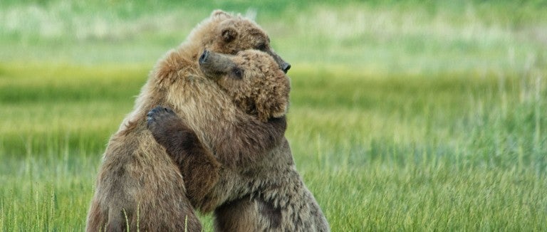 Bears hugging