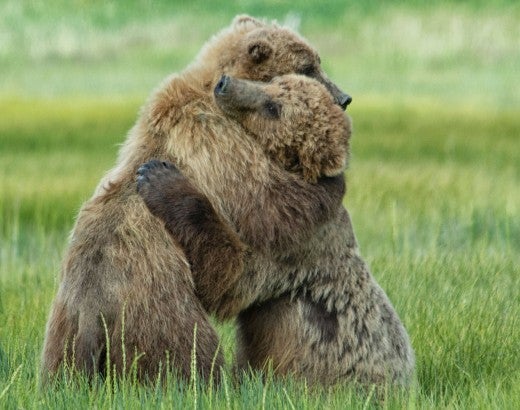 Bears hugging
