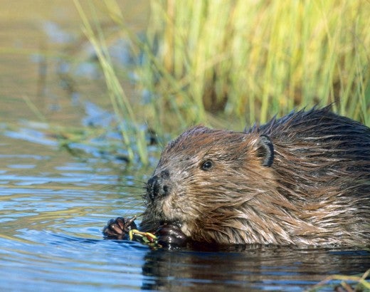 Beaver in the water