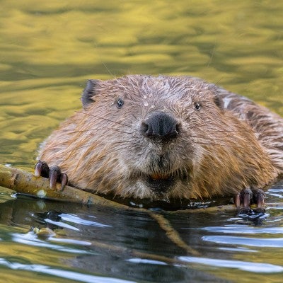 A beaver is eating the twig of a fallen willow tree in a river