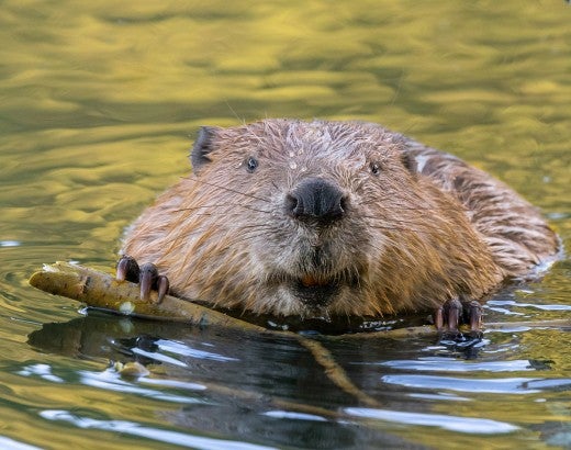 A beaver is eating the twig of a fallen willow tree in a river