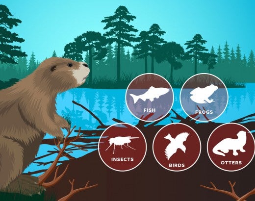 Illustration of a beaver in it's natural habitat
