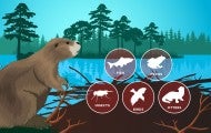 Illustration of a beaver in it's natural habitat