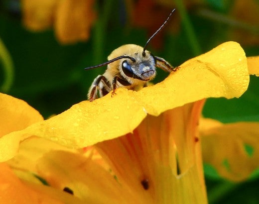 closeup of a bee on a large yellow flower