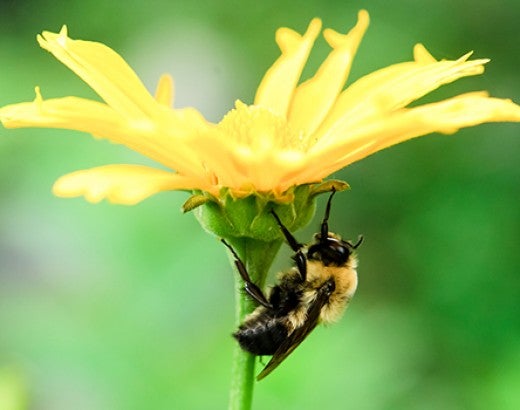 bee crawling on a yellow flower