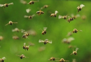 small swarm of bees buzzing around