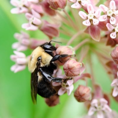 Peaceful bee on a pink flower 