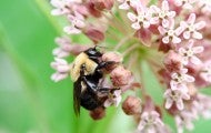 Peaceful bee on a pink flower 