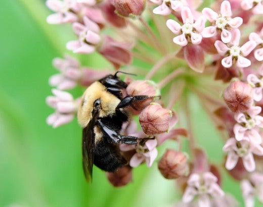 Peaceful bee on a pink flower 