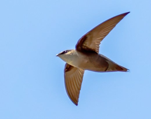 Chimney swift bird flying through the sky