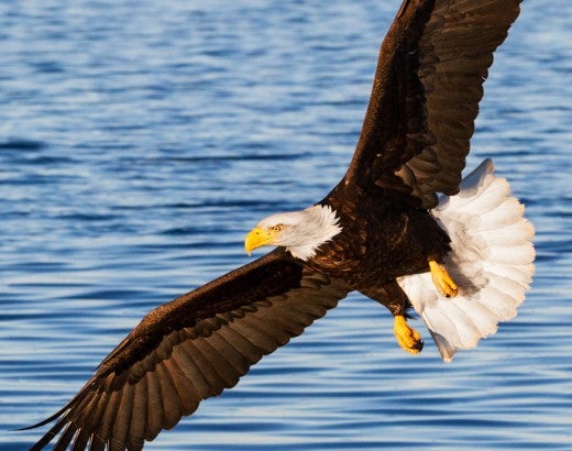Eagle in flight over a body of water