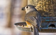a small bird eats seeds from a hanging bird feeder