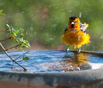 Bird in birdbath, enjoying a humane backyard