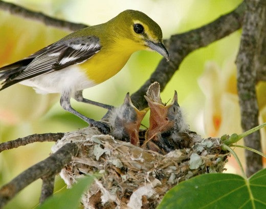 Mom bird feeding her babies in a nest