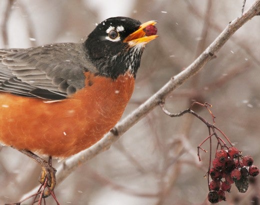 An American robin eating a hawthorn berry during a snow storm.