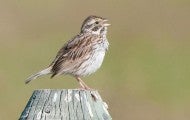 Sparrow on a fence post