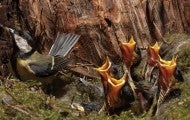 Bird and babies in the nest tucked in a tree trunk 