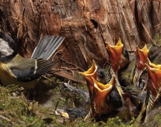 Bird and babies in the nest tucked in a tree trunk 