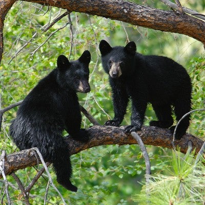 Young black bears in tree