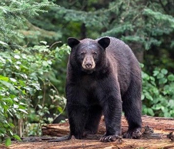 Black bear in the forest